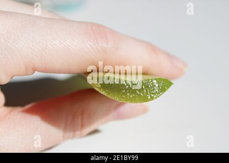 Couper des morceaux de feuille de vera d'aloès. Gel d'aloès médical fait maison. Banque D'Images