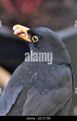 Adulte Homme Blackbird (nom latin Turdus Merula) dans Cotswold Garden Banque D'Images