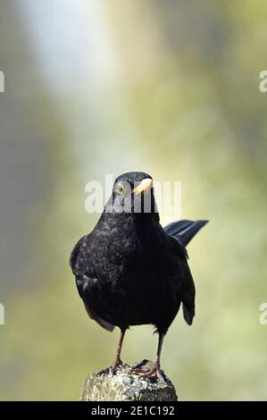 Adulte Homme Blackbird (nom latin Turdus Merula) dans Cotswold Garden Banque D'Images