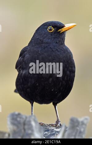 Adulte Homme Blackbird (nom latin Turdus Merula) dans Cotswold Garden Banque D'Images