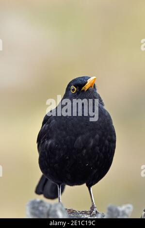 Adulte Homme Blackbird (nom latin Turdus Merula) dans Cotswold Garden Banque D'Images