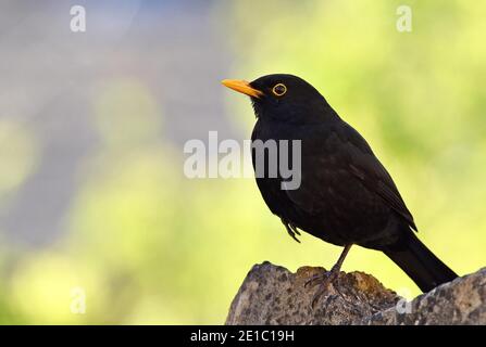 Adulte Homme Blackbird (nom latin Turdus Merula) dans Cotswold Garden Banque D'Images