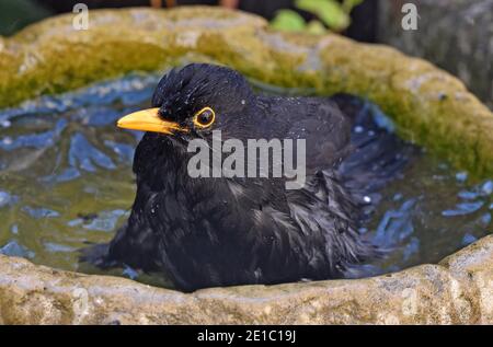 Adulte Homme Blackbird (nom latin Turdus Merula) dans Cotswold Garden Banque D'Images