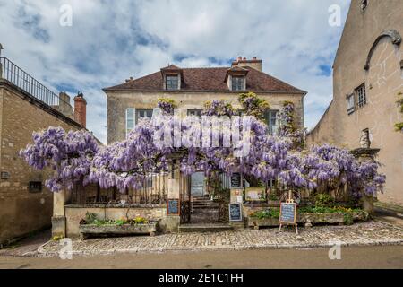 Vezelay France 17 Mai 2013: Restaurant couvert de wisteria dans la belle ville de Vezelay, Bourgogne Banque D'Images