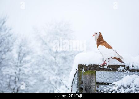 Le Ganselkröpfer autrichien, un pigeon en voie de disparition (cropper) originaire d'Autriche, est présent dans la neige Banque D'Images