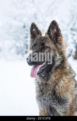 Portrait d'une femelle de berger allemand à poil long (alsacienne) dans la neige Banque D'Images