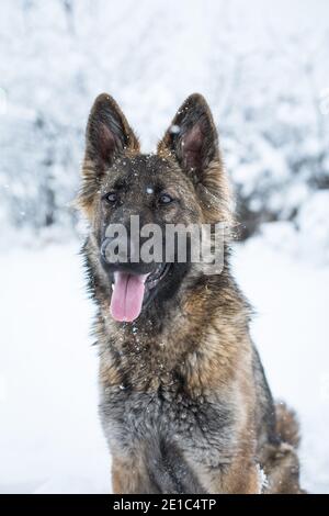 Portrait d'une femelle de berger allemand à poil long (alsacienne) dans la neige Banque D'Images