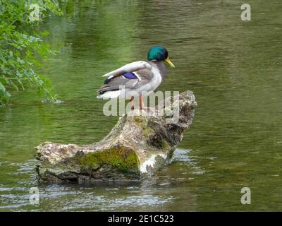 joli canard perché sur un rocher dans la rivière Banque D'Images