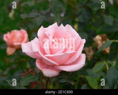Les roses fleurissent dans le jardin Banque D'Images