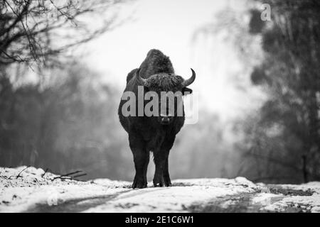 04 janvier 2021, Brandebourg, Dallgow-Döberitz : depuis 10 ans, les bisons vivent en grande partie sans perturbation humaine dans une zone sauvage au cœur du paysage naturel de Döberitzer Heide. Photo: Ingolf König-Jablonski/dpa-Zentralbild/ZB Banque D'Images