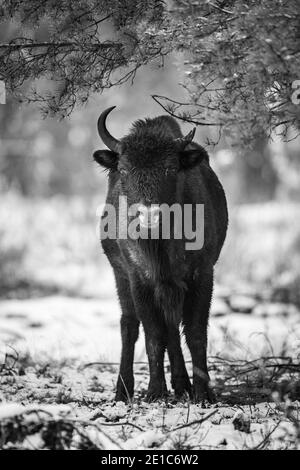 04 janvier 2021, Brandebourg, Dallgow-Döberitz : depuis 10 ans, les bisons vivent en grande partie sans perturbation humaine dans une zone sauvage au cœur du paysage naturel de Döberitzer Heide. Photo: Ingolf König-Jablonski/dpa-Zentralbild/ZB Banque D'Images