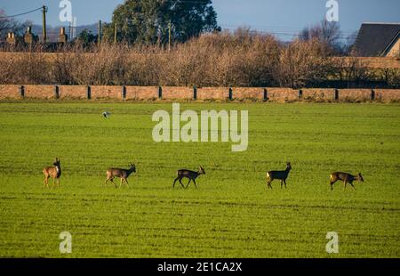 East Lothian, Écosse, Royaume-Uni, 6 janvier 2021. Météo au Royaume-Uni : faune et brouillard hivernaux. Une journée ensoleillée mais très froide dans les paysages agricoles. Un groupe de cerfs de Virginie, dont un cerf, une femelle et un jeune, est exposé dans un champ de culture ouvert Banque D'Images