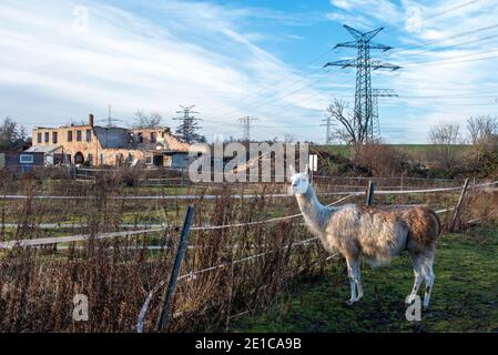 Magdebourg, Allemagne. 21 décembre 2020. Un lama se tient derrière une barrière. Credit: Stephan Schulz/dpa-Zentralbild/ZB/dpa/Alay Live News Banque D'Images