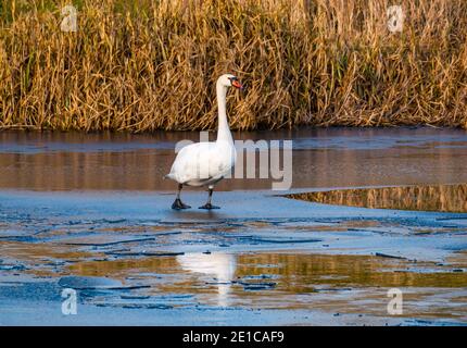 East Lothian, Écosse, Royaume-Uni, 6 janvier 2020. Météo au Royaume-Uni : faune et brouillard hivernaux. Un jour ensoleillé mais très froid. Une femelle muet cygne, Cygnus olor, marchant sur la surface gelée d'un réservoir glacé Banque D'Images