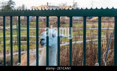 Magdebourg, Allemagne. 21 décembre 2020. Une lama se tient derrière une grille métallique. Credit: Stephan Schulz/dpa-Zentralbild/ZB/dpa/Alay Live News Banque D'Images