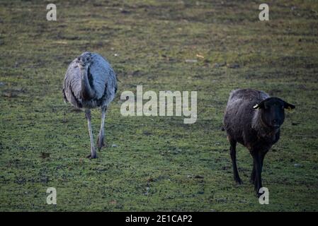 Magdebourg, Allemagne. 21 décembre 2020. Un Nandu et un mouton traversent un pré. Credit: Stephan Schulz/dpa-Zentralbild/ZB/dpa/Alay Live News Banque D'Images