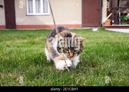 Le chat fatigué se trouve sur son dos dans l'herbe et mâche une corde dans sa bouche et joue avec elle. Felis catus domesticus est tombé amoureux d'une ancienne corde elle Banque D'Images