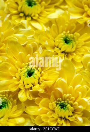 Image romantique douce de jolis chrysanthèmes; prise dans un foyer sélectif, espace de copie haut et bas. Idéal pour les affiches de cartes publicitaires et de mariage Banque D'Images