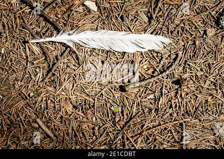 Plume blanche sur un terrain de forêt de pins. Vue détaillée en gros plan sur une texture de forêt. Banque D'Images