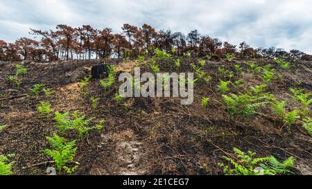 Les jeunes fougères poussent après un feu de forêt Banque D'Images