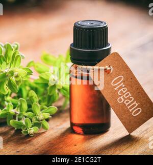 Feuilles d'origan fraîches et huile essentielle sur fond de bois. Origanum vulgare également appelé marjoram sauvage est une herbe culinaire, utilisée pour la cuisine Banque D'Images