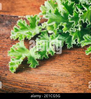 Feuilles de citronnelle fraîches sur fond de bois vue rapprochée. Pelargonium citromum ou géranium herbe répulsif naturel de moustique d'insecte. Banque D'Images