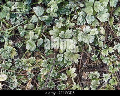 Feuilles de buttercup congelées en croissance dans la forêt de Dalby, dans le North Yorkshire, au Royaume-Uni Banque D'Images