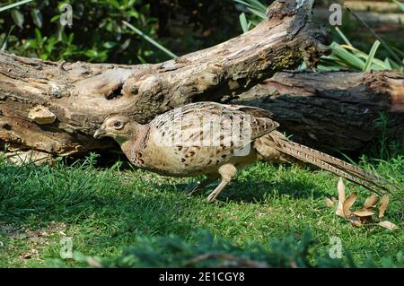 Poule Pheasant (Phasianus colchicus) par arbre déchu, montrant le camouflage. Avril, West Sussex, Angleterre, Royaume-Uni. Banque D'Images