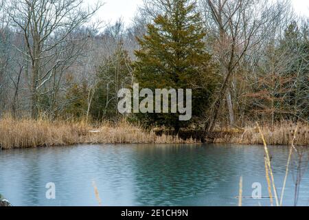 Étang gelé entouré de cataptes et d'arbres à feuilles persistantes au Charleston Falls Metro Park à Tipp City, Ohio. Janvier 2021 Banque D'Images