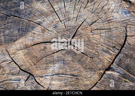 Souche d'arbre ancien rugueux avec des anneaux, des fissures et du grain de bois. Fond plat en bois. Banque D'Images