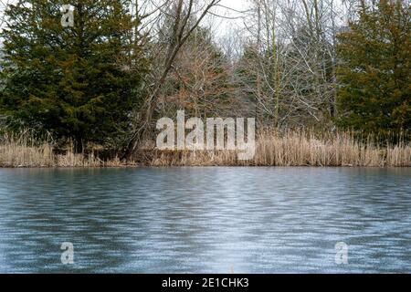 Étang gelé entouré de cataptes et d'arbres à feuilles persistantes au Charleston Falls Metro Park à Tipp City, Ohio. Janvier 2021 Banque D'Images