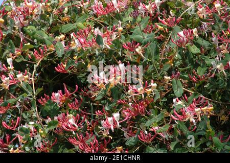 Chèvrefeuille (Lonicera periclymenum) en fleur. West Sussex Coastal Plain, Chichester Plain, Angleterre Royaume-Uni. Mai. Prospère au soleil ou à l'ombre partielle. Banque D'Images