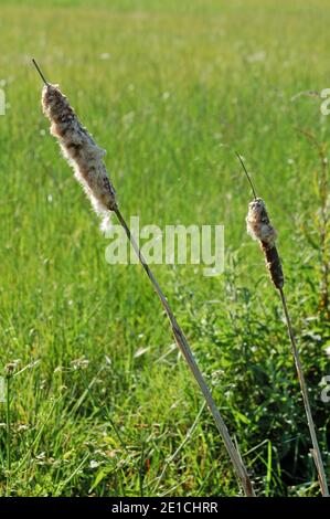 Têtes de semences de Reedmace (Typha latifolia), plaine côtière du West Sussex, plaine de Chichester, Angleterre, Royaume-Uni. Juin. Toile d'araignée visible entre les deux tiges. Banque D'Images