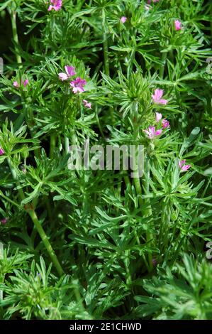 Crane-Bill à feuilles coupées, (Geranium dissectum), plaine côtière de West Sussex, plaine de Chichester, Angleterre, Royaume-Uni. Mai. Fruits lisses mais graines dénoyautées. Banque D'Images