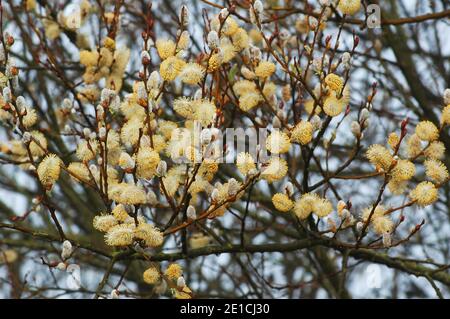 Chatons mâles de saule à haies ou de saule blanc, Salix alba. . West Sussex Coastal Plain, Chichester Plain, Angleterre, Banque D'Images