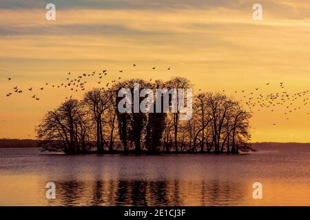 Un troupeau d'oiseaux a survolé une petite île dans le Grand lac de Plön, en Allemagne. Les cormorans utilisent cet espace comme un endroit pour dormir et se reposer. Banque D'Images