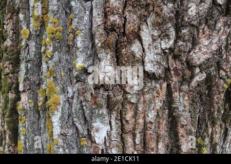 Texture de l'écorce de l'ancien arbre avec de la mousse verte et du lichen. Arrière-plan naturel Banque D'Images