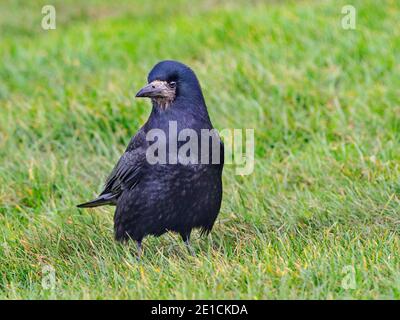 Corvus frugilegus Rook dans l'alimentation de la côte Est des Prairies Norfolk Banque D'Images