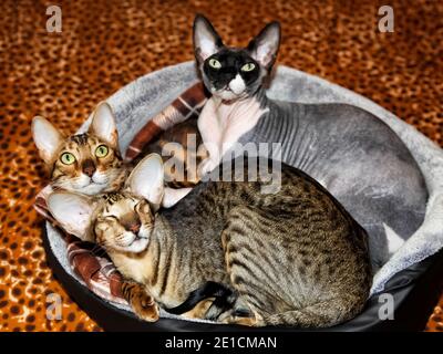 Les chats avec de grandes oreilles dorment ensemble dans un lit de chat. Banque D'Images