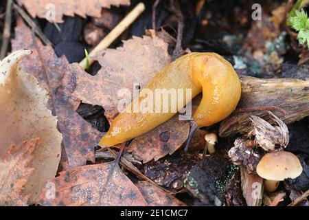 Malacolimax tenellus, communément appelé limace de citron Banque D'Images