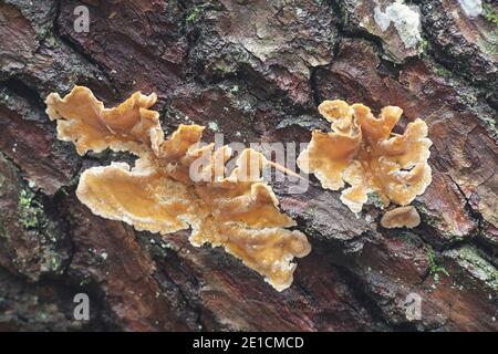 Stereum hirsutum, appelé faux turquie queue ou rideau velues, croûte de champignons sauvages de Finlande Banque D'Images