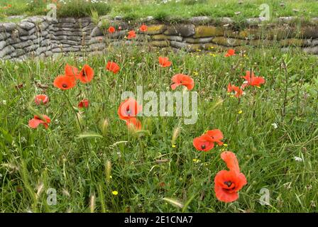 Les coquelicots poussent dans et autour de la « tranchée de la mort », une section préservée des tranchées militaires de la première Guerre mondiale à Diksmuide, en Belgique. Banque D'Images