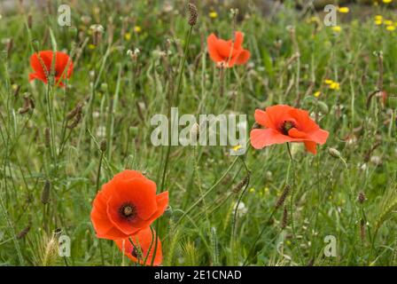 Les coquelicots poussent dans et autour de la « tranchée de la mort », une section préservée des tranchées militaires de la première Guerre mondiale à Diksmuide, en Belgique. Banque D'Images