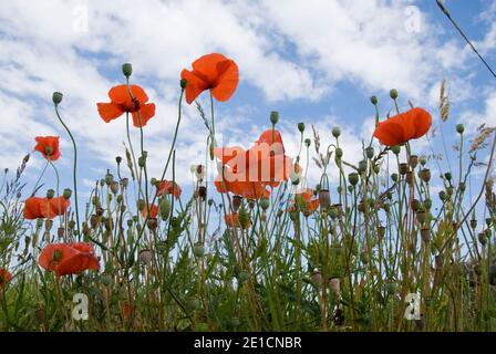 Les coquelicots poussent dans et autour de la « tranchée de la mort », une section préservée des tranchées militaires de la première Guerre mondiale à Diksmuide, en Belgique. Banque D'Images