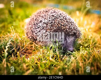 Hérisson dans l'herbe sur la pelouse. Un hérisson épineux. Banque D'Images