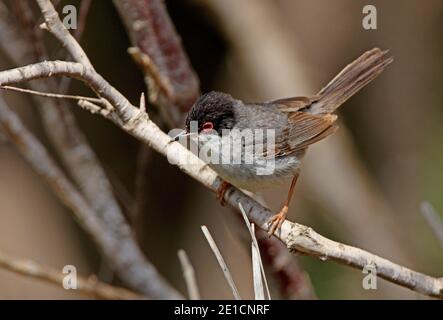 Paruline sarde (Sylvia melanocephala) Homme de première année perché sur la branche Maroc Mai Banque D'Images