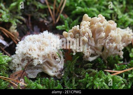 Clavulina cristata, également connue sous le nom de Clavulina coralloides, le champignon de corail blanc ou le champignon de corail à crête, champignon sauvage de Finlande Banque D'Images