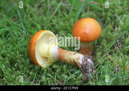 Suillus grevillei, connu sous le nom de Greville's bolet et le mélèze, bolets champignons sauvages de Finlande Banque D'Images