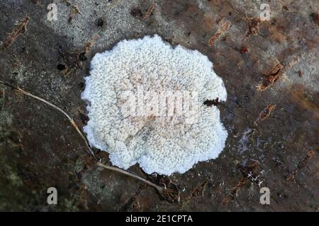 Phlebia rufa, également appelé Merulius rufus, un champignon de la croûte de Finlande sans nom anglais commun Banque D'Images