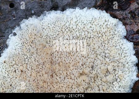 Phlebia rufa, également appelé Merulius rufus, un champignon de la croûte de Finlande sans nom anglais commun Banque D'Images